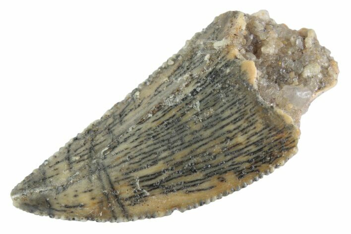 Serrated Raptor Tooth - Real Dinosaur Tooth #370390
